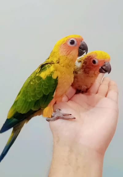 Sunconure nearly self 03156376925