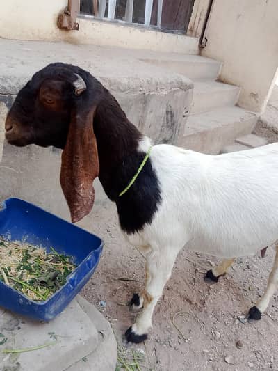 Gabban tayer bakri  03420286442