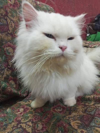 Persian Cat | Persian Kittens | Triple Coated Cats / Kittens For Sale