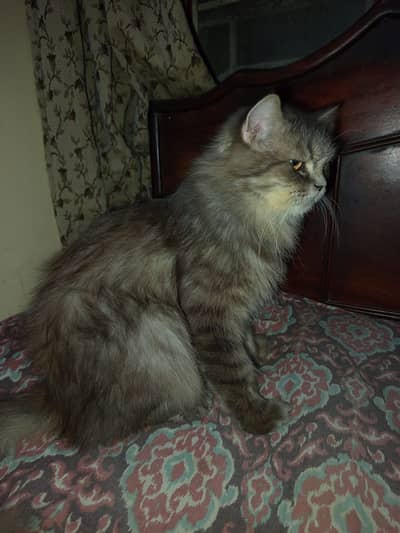 Persian Cat | Persian Kittens | Triple Coated Cats / Kittens For Sale