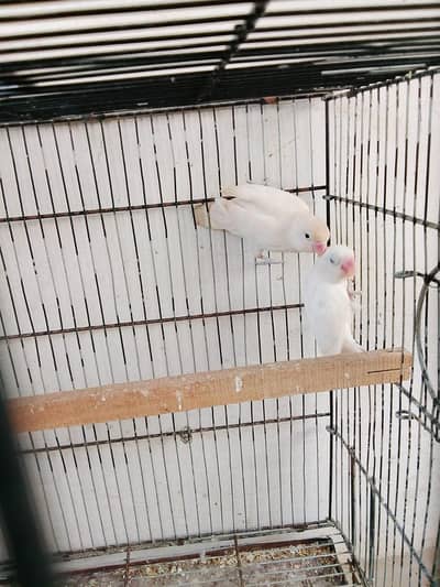 Birds for sale chowk kumharanwala  RS. 2500