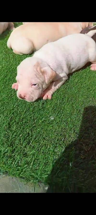 American bully  non pedigree healthy dogs