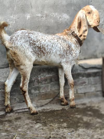 bakri Peur bhawalpuri Makhi cheeni goat for sale available