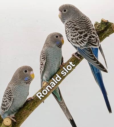 Urgent sale serious buyers contact me 03171071037 ispe call kren