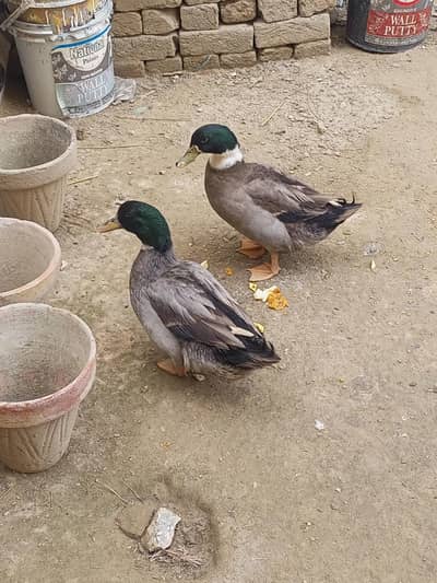 2 ducks for sale