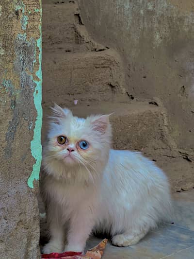 Persian Cat Blue Or Brown Eyes