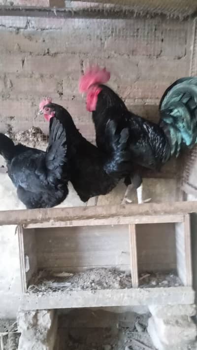 Australorp trio for sale 03224728433