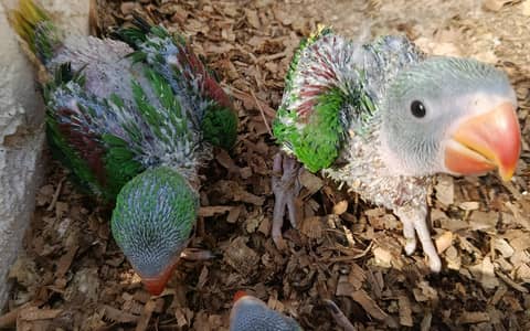 Raw Parrot Babies