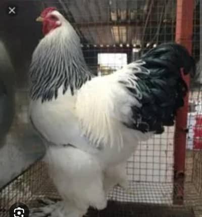 light coloumbian brahma chicks