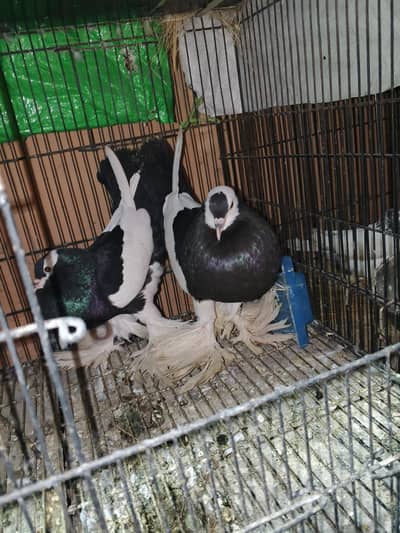 Jacobin/magpie pouter /cage