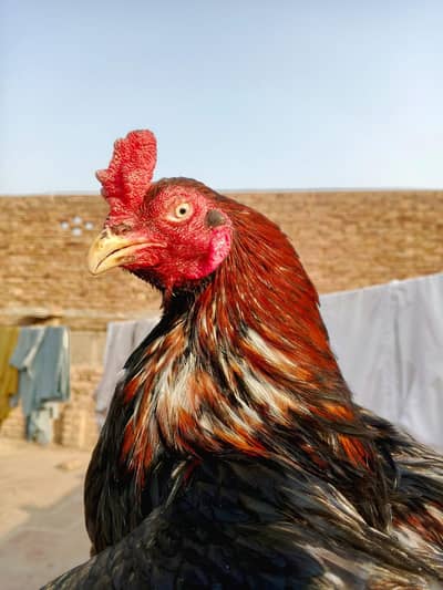 mushka lakha amhroha Madi mushki