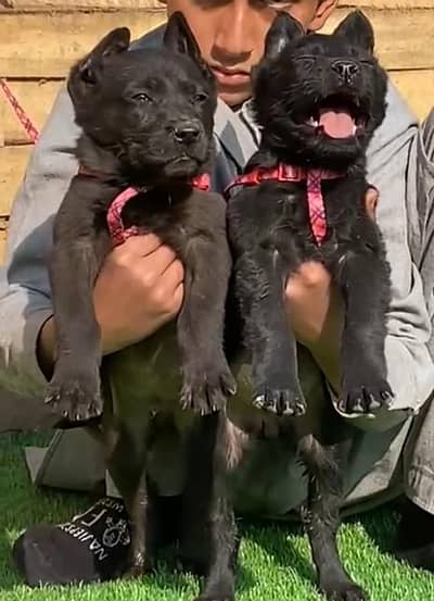 baljiam shapherd  baby dogs