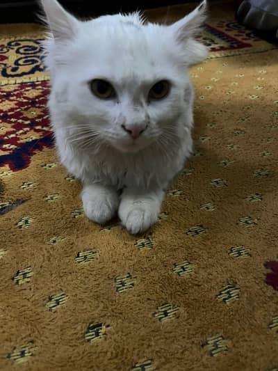 White Persian Cat