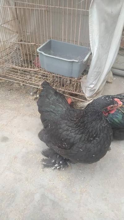Bantam Pair for sale