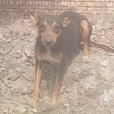 European doberman bitch for sale