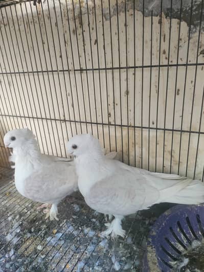 Sentient breeder pair for sale