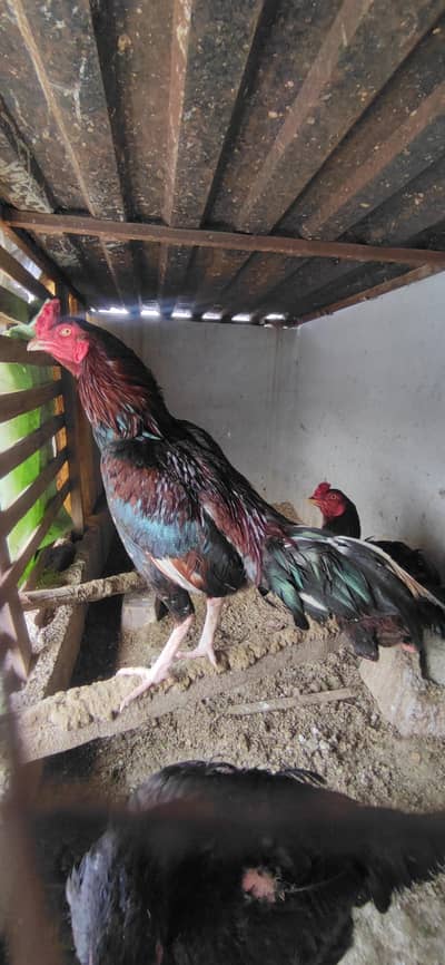 mianwali lakha Aseel for sale