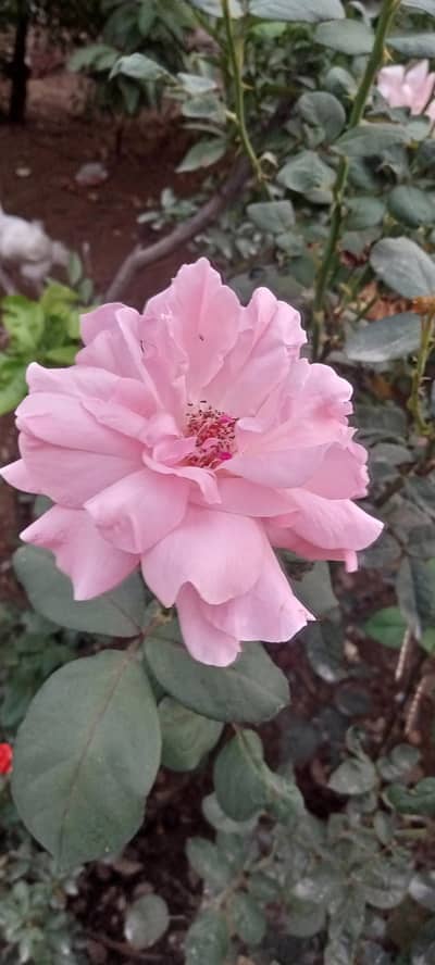 reqwire me fuel tank orignal honda cd 70