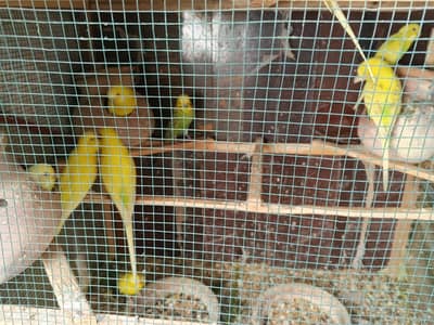 Healthy Budgies for Sale (With Cage)