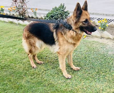 Pure German Shepherd