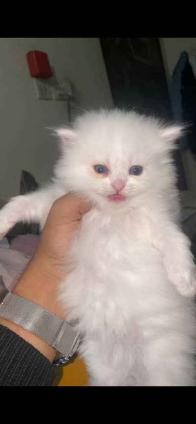 Persian female kitten