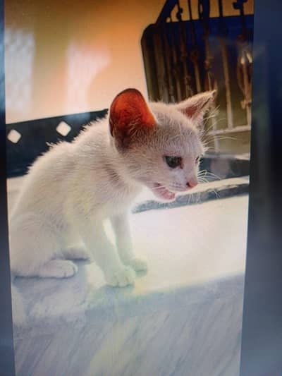 Double Coat Kitten for Sale