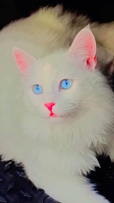 Beautiful Russian Cat