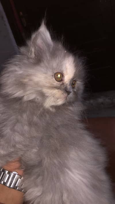 Persian kittens for sals