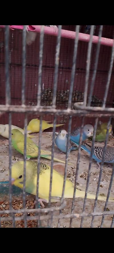 budgies pathay