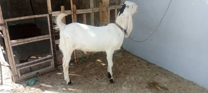 Male Bakra age 10 month