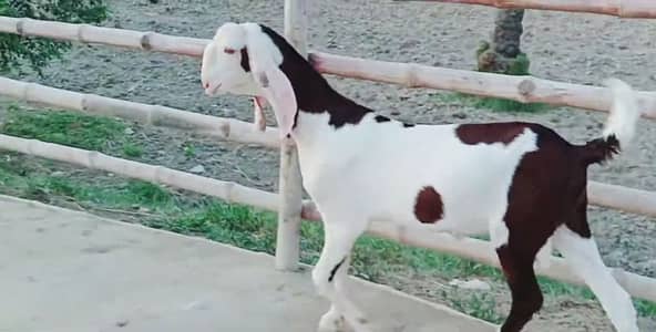 2 Bakre for sale call me ______03207353182