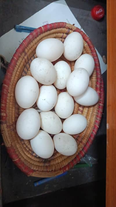 Duck firtile eggs