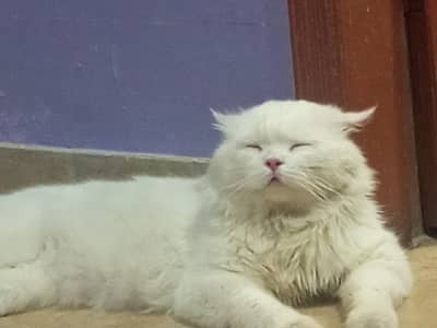 Triple Coated Persian Male Cat