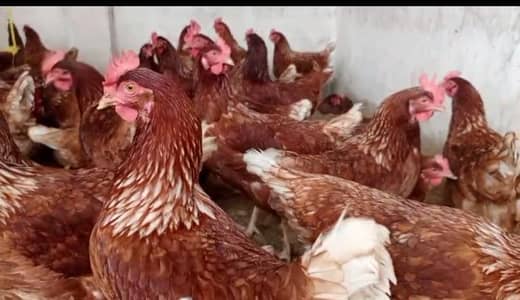 Full production Lohman Browna and black available