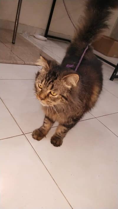 “Vaccinated Persian and Pure Persian Cat for Sale