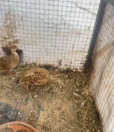 Teetar (francolin) pair