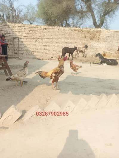 aseel khaas wholesale