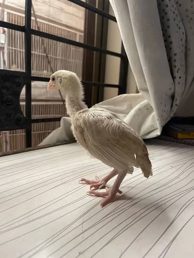 Aseel Heera chick. White heera chick . pure white Heera Aseel Heera.