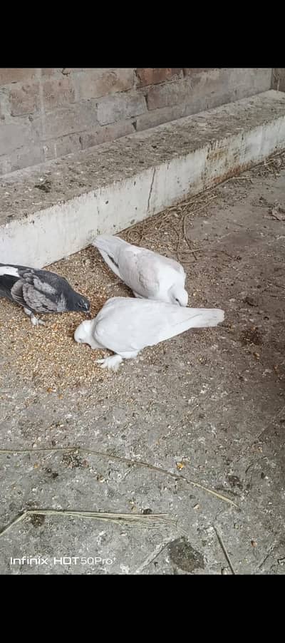 Sentient. Exchange possible