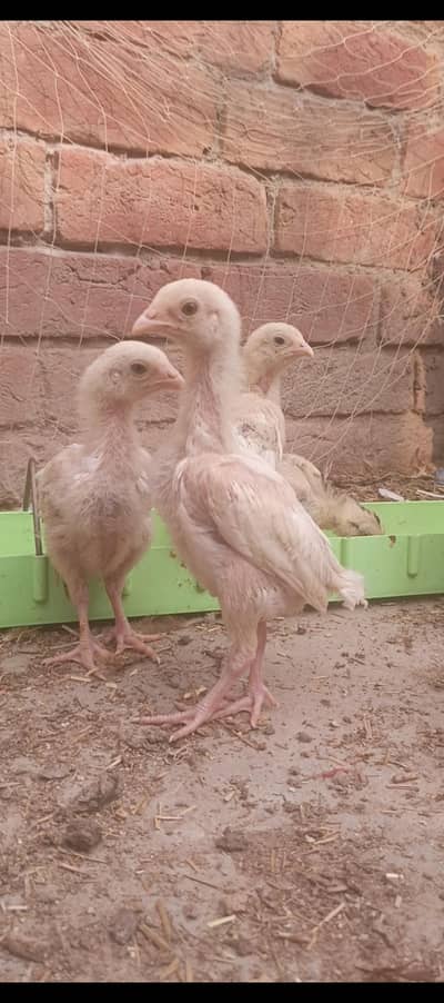 HEERA ASEEL QUALITY CHICKS