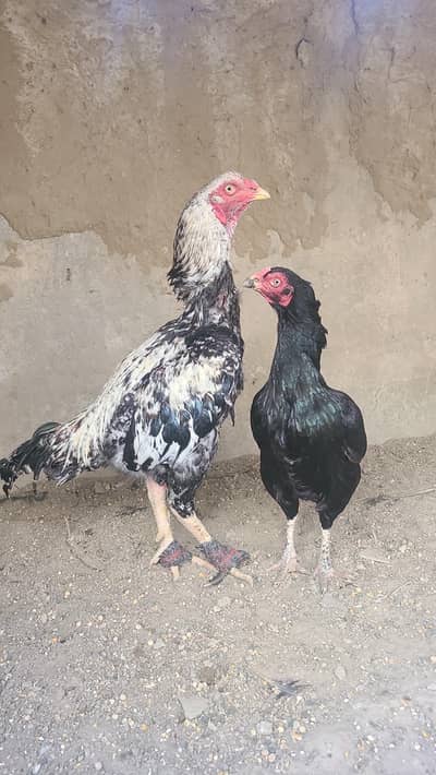 Baghayri Aseel murgh / Miawali Aseel madi/ desi dana/cage/chicks/tokra