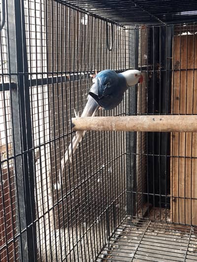 Voilet CT breeder male