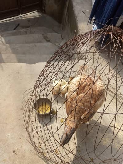 Aseel murgi with 9 chicks