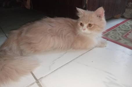 Persian Cat for Sale - 1 Year Old