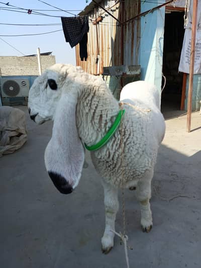 pure kajlai dumbi for sell