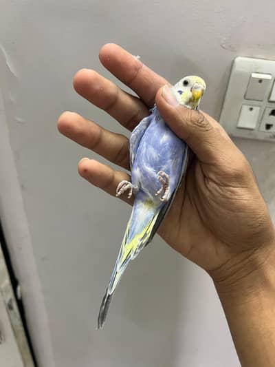 Rainbow  working Violet fbg yf female