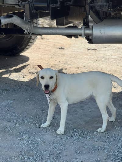 American Labrador retriever female available for sale