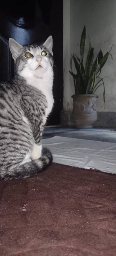 American Shorthair hand teimed kitten  healthy lifestyle so attached