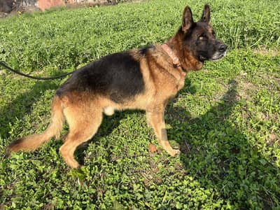 German shepherd Wolf breed