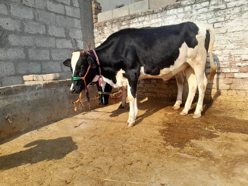 فریزن بچھڑیاں 0